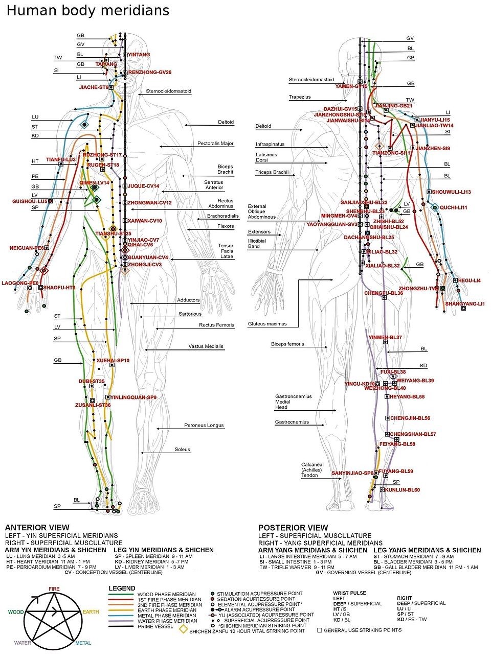 Human body meridians diagram